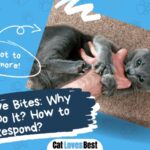 cat love bites why they do it and how to respond