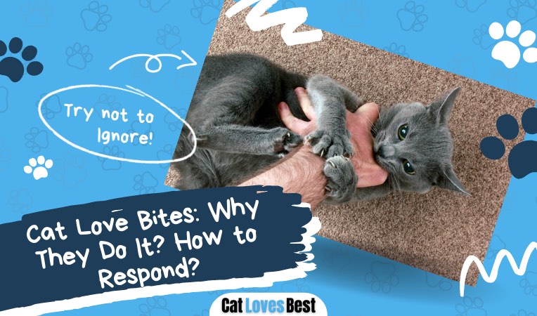 cat love bites why they do it and how to respond