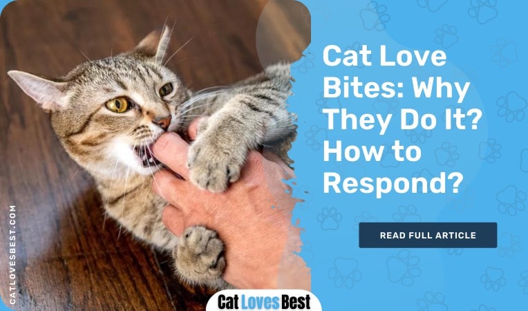 cat love bites