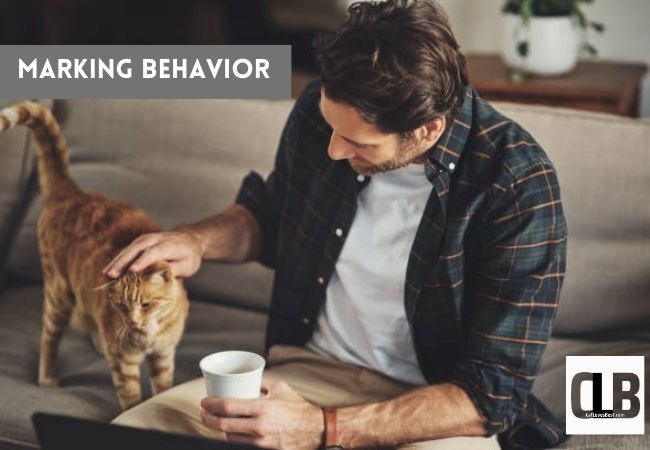 cat marking behavior by petting