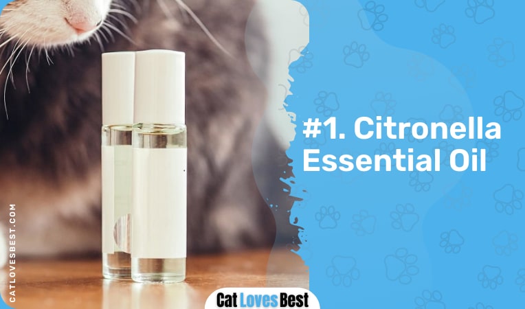 Cat Near Citronella Essential Oils