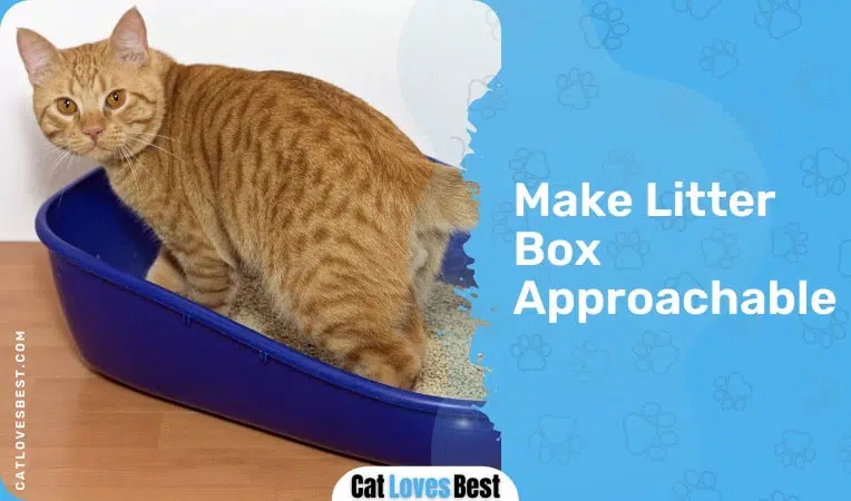 cat peeing in litter box