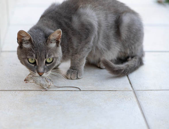 cat playing with dead animal