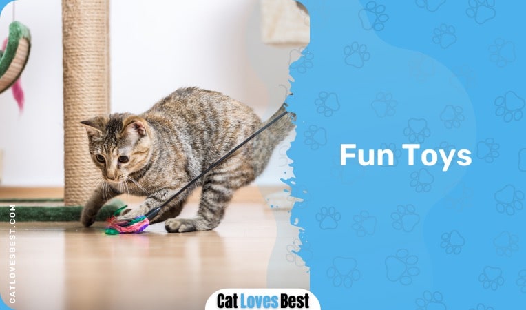 cat playing with toys