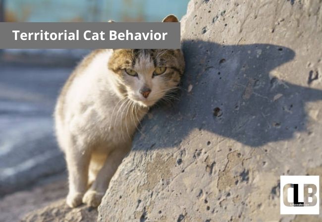 cat rubbing face as territorial cat behavior
