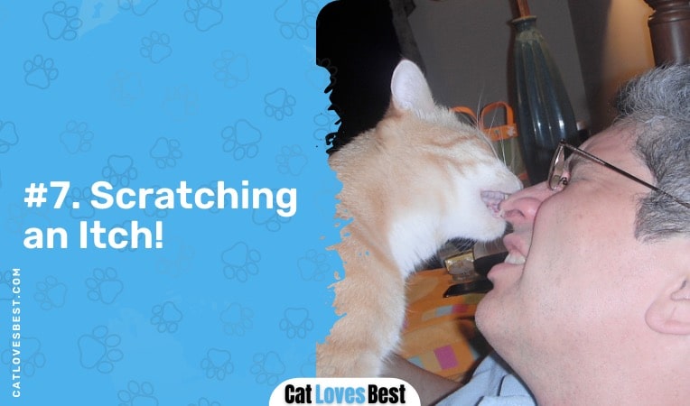 cat scratching an itch