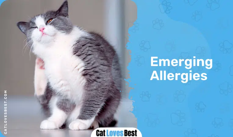 cat scratching due to allergies