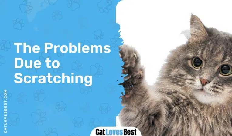 cat scratching problems