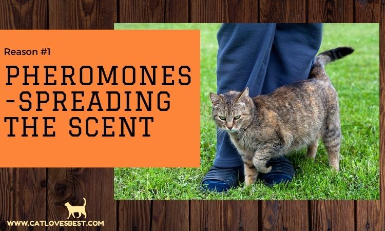 Cat Spreading Pheromones Scent by Rubbing on Legs