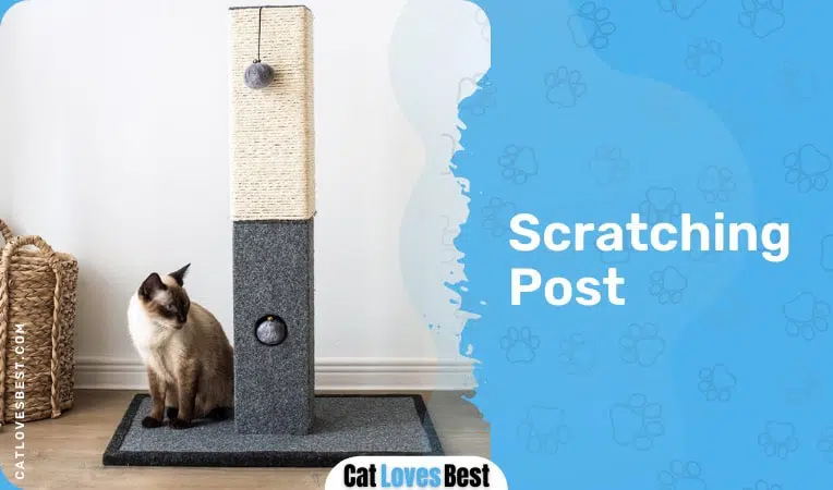 cat standing near a scratching post