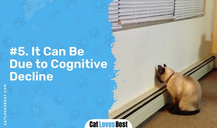 cat staring at wall can be due to cognitive decline