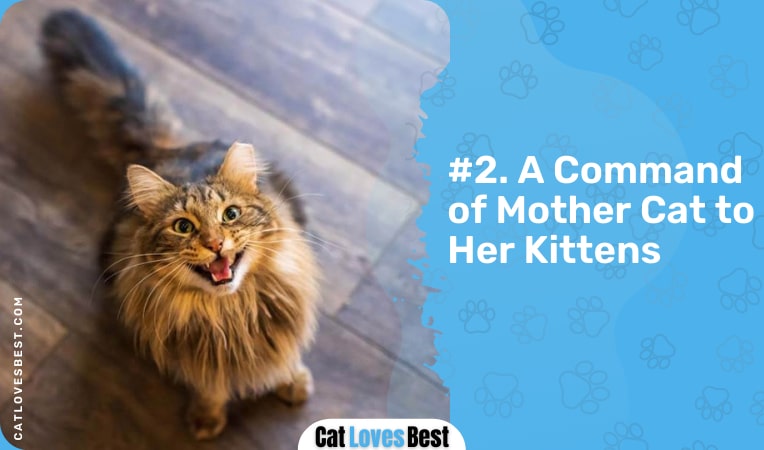 cat trilling as a command of mother cat to her kittens