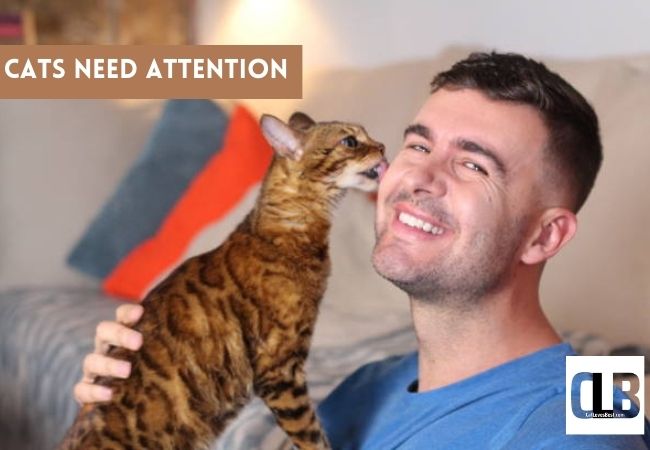 cat wants attention by licking face