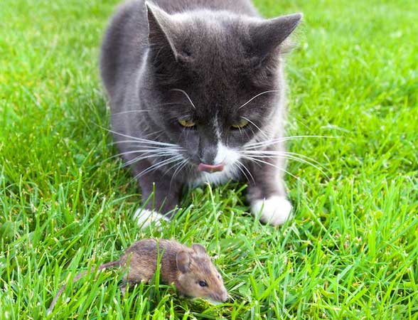 cat wants to share dead animal