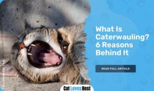 What Is Caterwauling? 6 Reasons Behind It