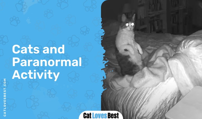 cats and paranormal activity