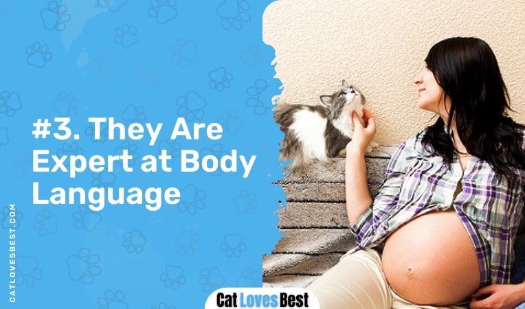 cats are expert at body language