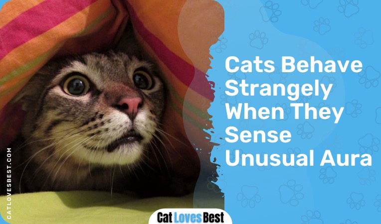 cats behave strangely when they sense unusual aura