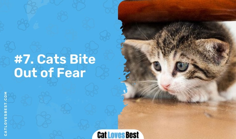 cats bite out of fear