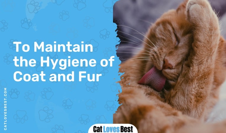 Cat Clean to Maintain Social Bonding