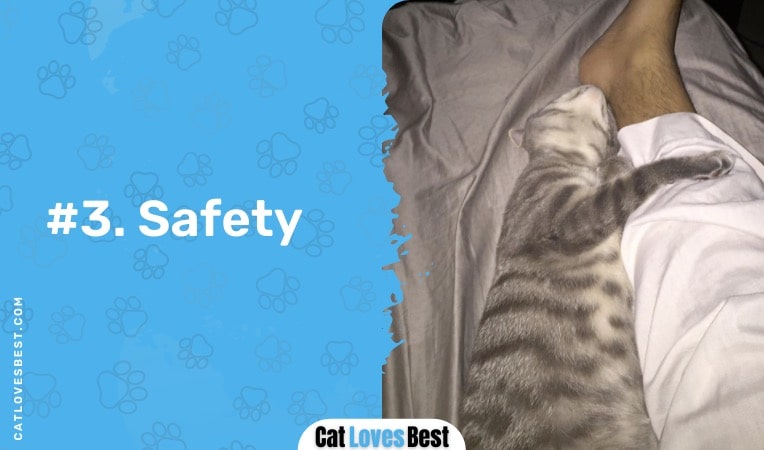 cats feel safe sleeping between legs