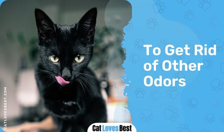 Cats Keep Clean to Get Rid of Other Odors