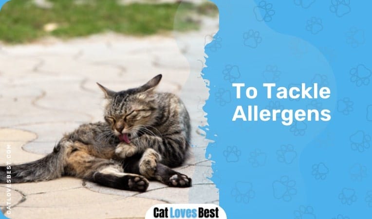 Cats Keep Clean to Tackle Allergen