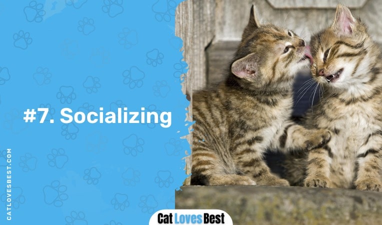 cats lick themselves to socialize