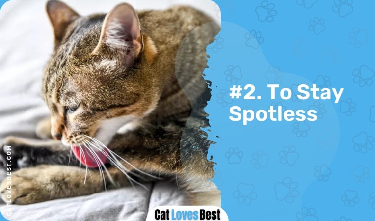 cats lick themselves to stay spotless