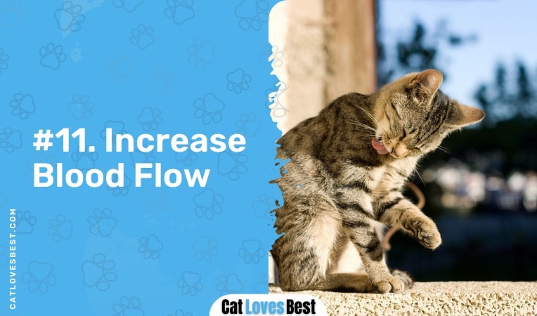 cats lick to increase blood flow