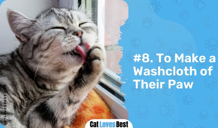 cats lick to make a washcloth of their paw