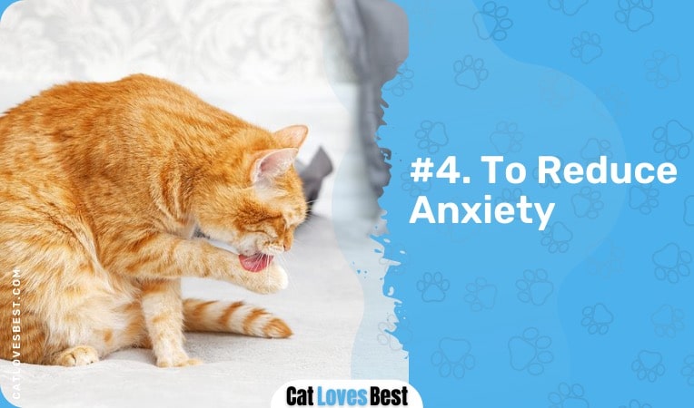 cats lick to reduce anxiety