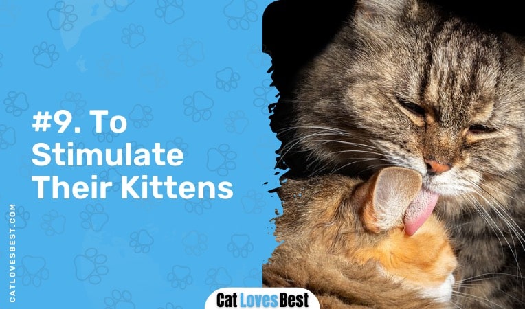 cats lick to stimulate their kittens