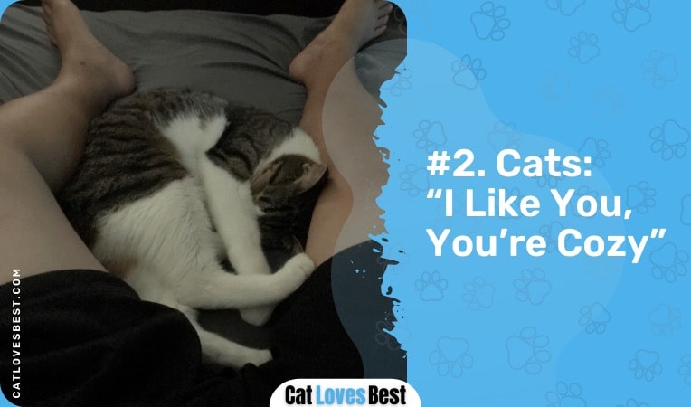 cats like sleeping between your legs