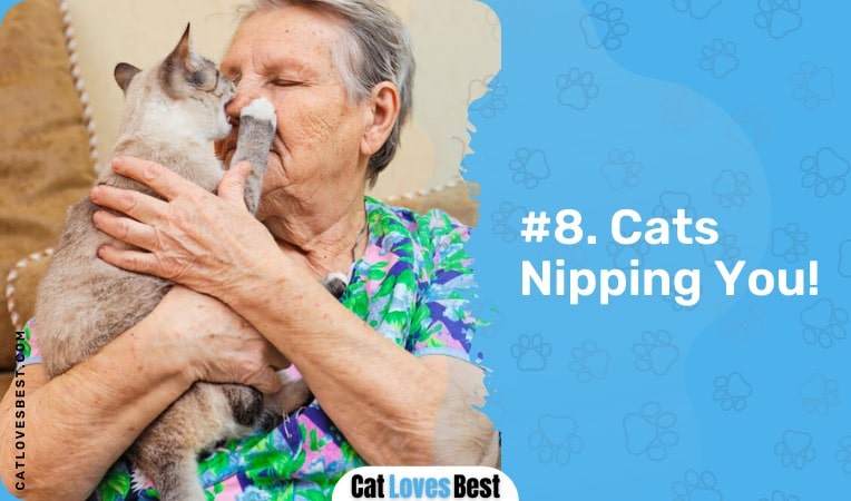 cats nipping you