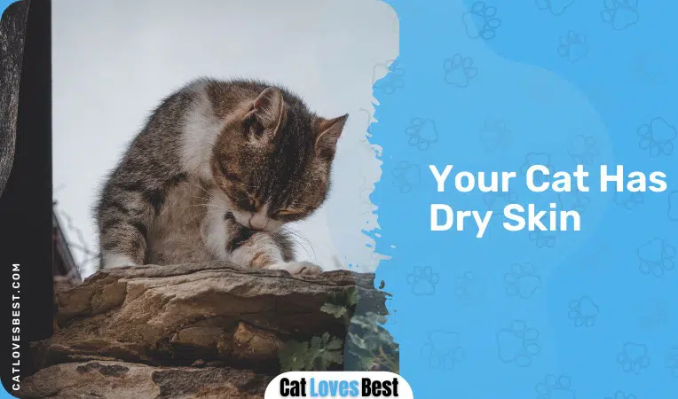 cats scratching because of dry skin problem