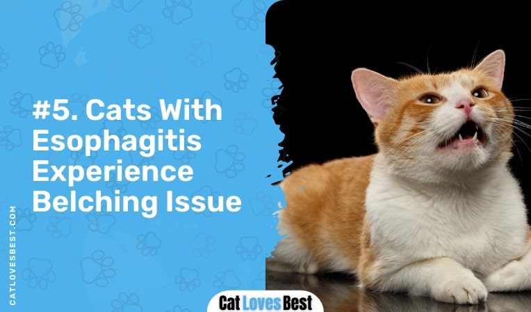 cats with esophagitis experience belching issue