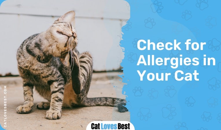check allergies in your cat for scratching