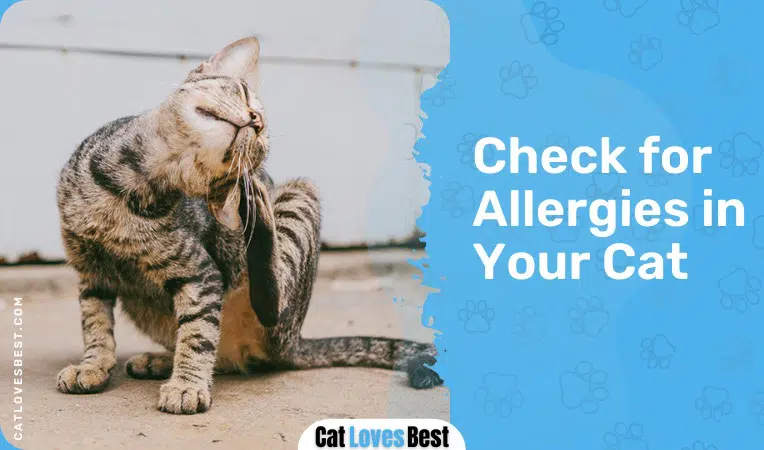 check allergies in your cat for scratching