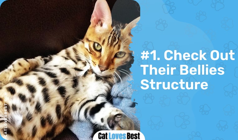 check out the structure of the belly of your bengal cat