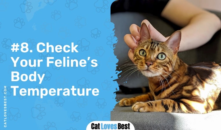 check your cat's body temperature