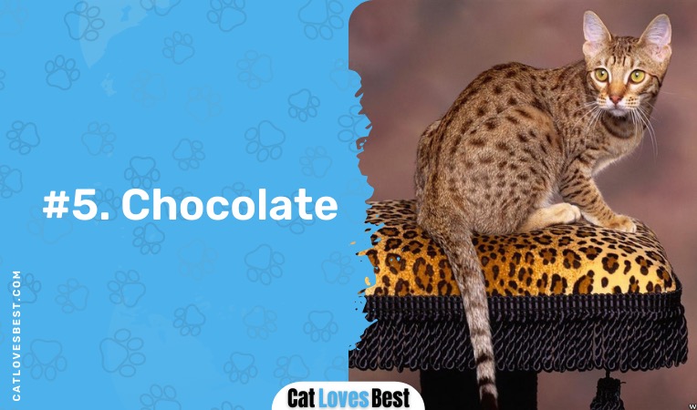 chocolate ocicat