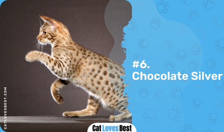 chocolate silver ocicat