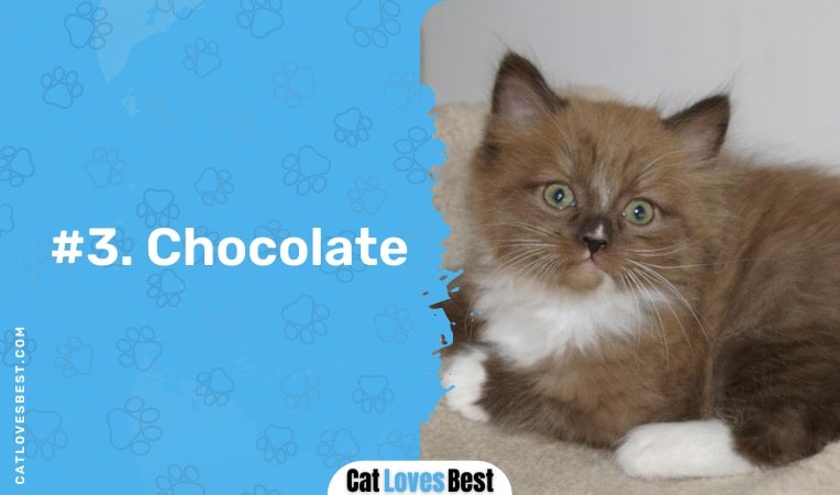 cholocate ragamuffin cat color