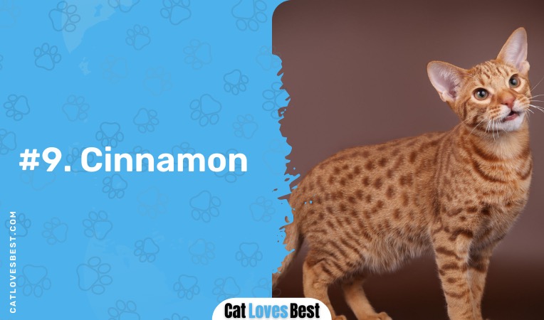 cinnamon ocicat