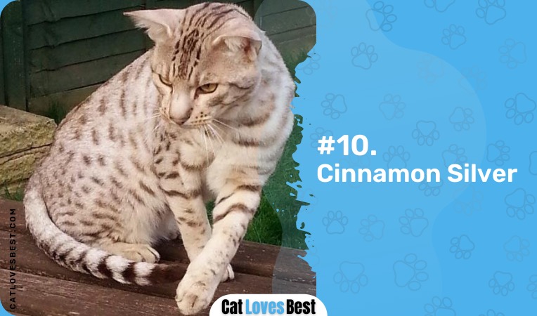 cinnamon silver ocicat