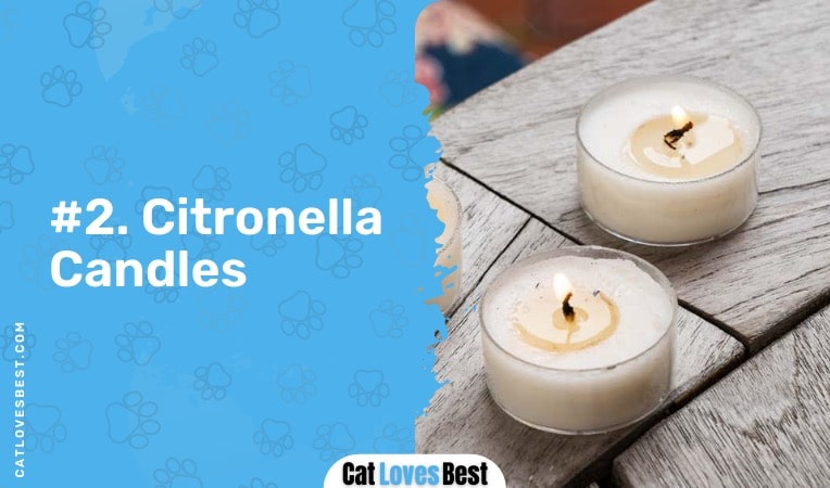 Citronella Candles Toxic to Cats