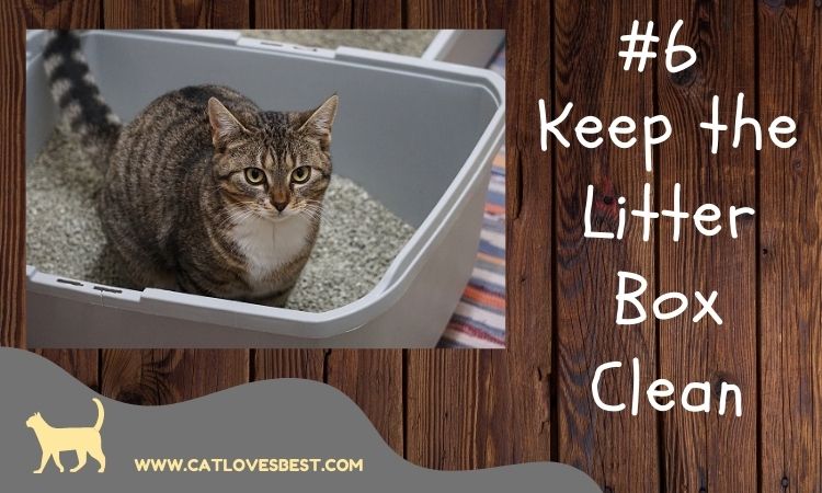 Cleaning Cats Litter Before Night