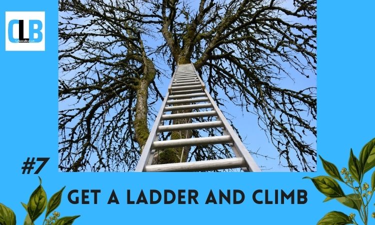 climbing ladder to bring cat down from tree