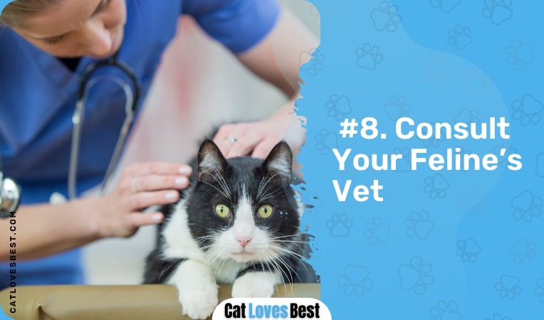 consult your feline's vet